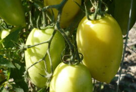 Tomates Blanches