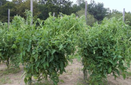 15/Plantation et culture des tomates en cages.