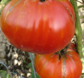 Tomate rouge de Corse :