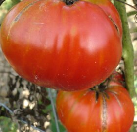 Tomate rouge de Corse :