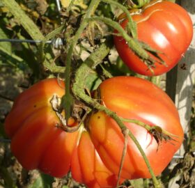 Tomate Zapotec Pink Pleated :